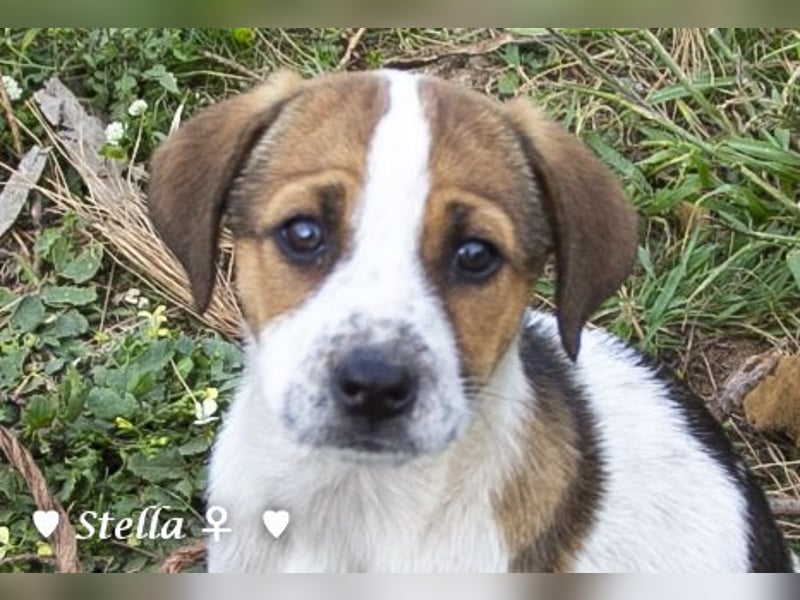 Stella, Alma und Brio suchen  ein Zuhause