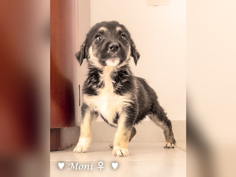 Moni, Martha, Mira und Mary suchen ab März ein Zuhause