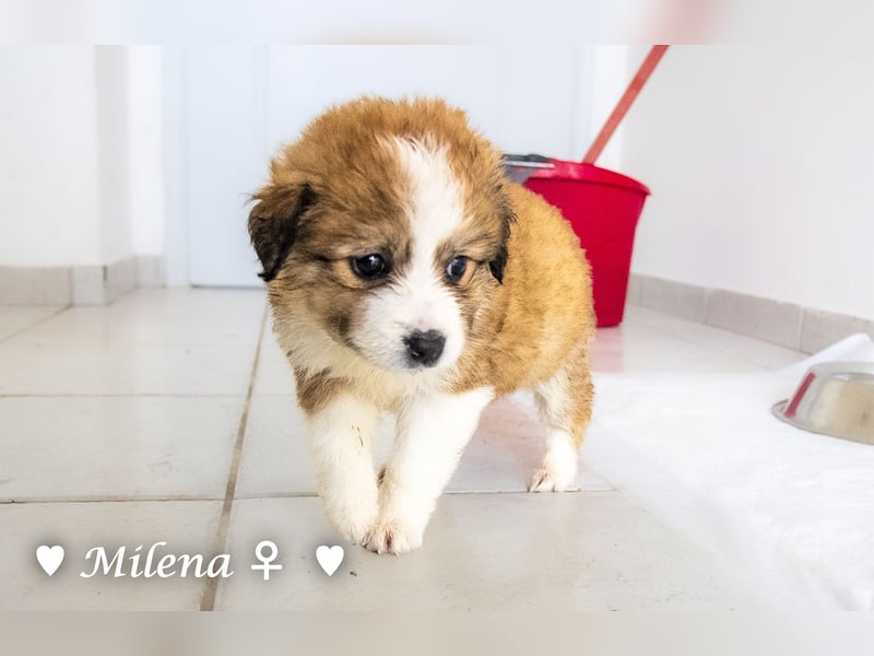 Milena, Milka und Milla suchen ab März ein Zuhause