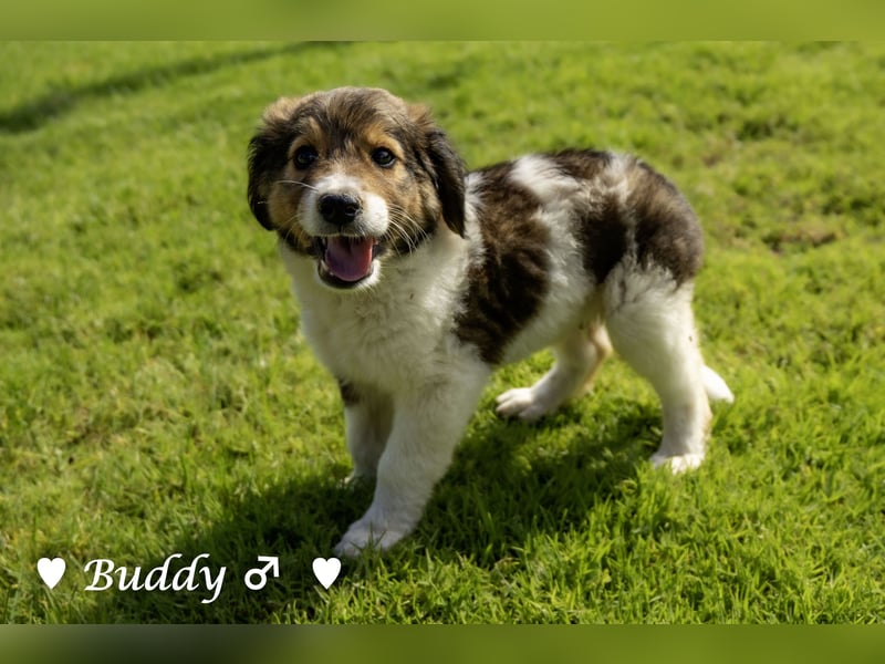 Bernie, Bertie und Buddy suchen ab August ein Zuhause