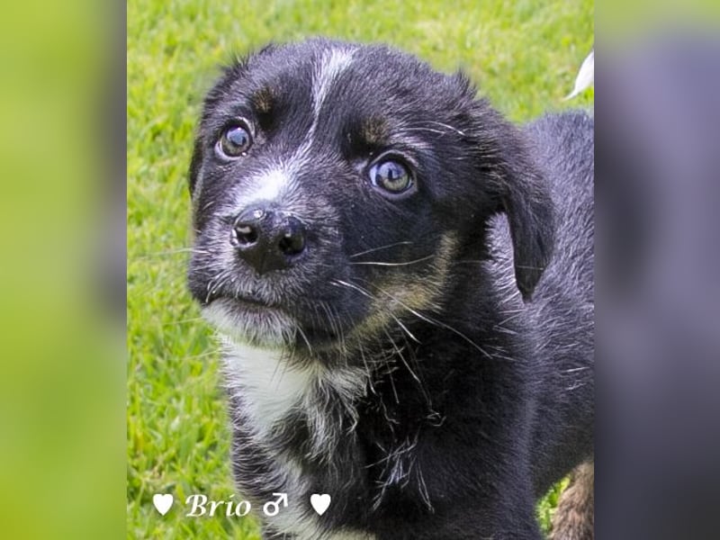 Stella, Alma und Brio suchen  ein Zuhause