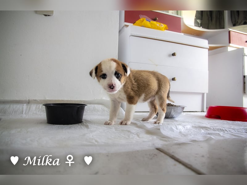 Milena, Milka und Milla suchen ab März ein Zuhause