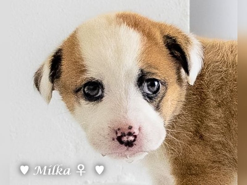 Milena, Milka und Milla suchen ab März ein Zuhause