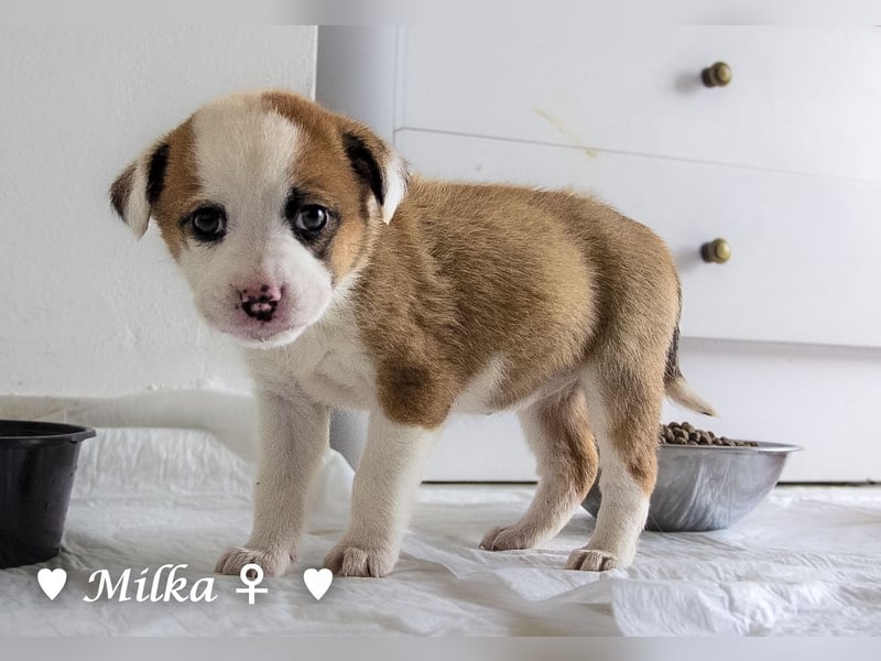 Milena, Milka und Milla suchen ab März ein Zuhause