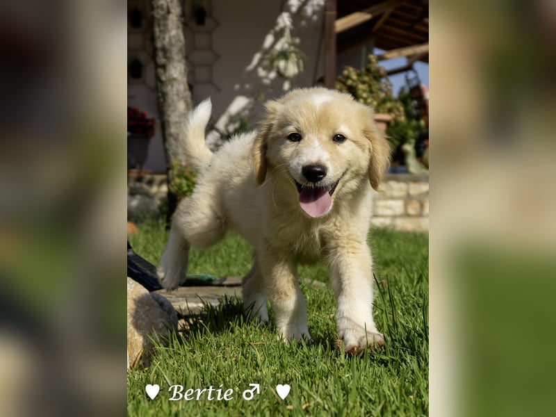 Bernie, Bertie und Buddy suchen ab August ein Zuhause
