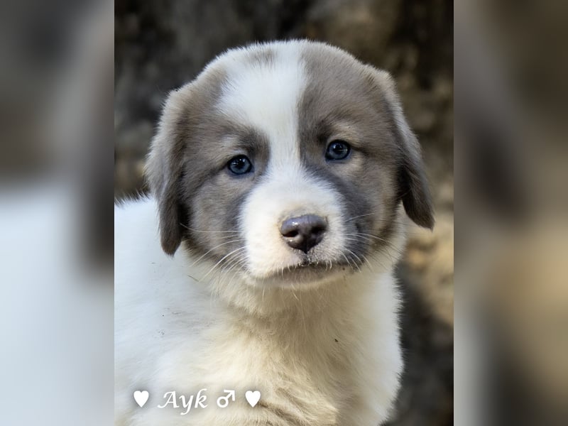 Update: Ayk ist reserviert. Zwei Fellknäuel  suchen ein Zuhause