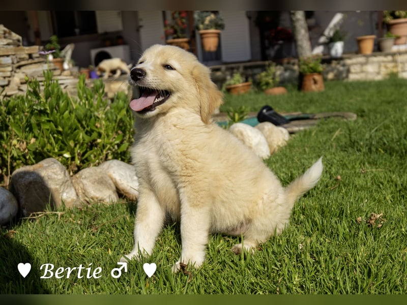 Update: Nur Bonnie sucht  noch ab August ein Zuhause ;Bertie ist ( reserviert)