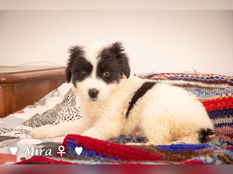 Moni, Martha, Mira und Mary suchen ab März ein Zuhause