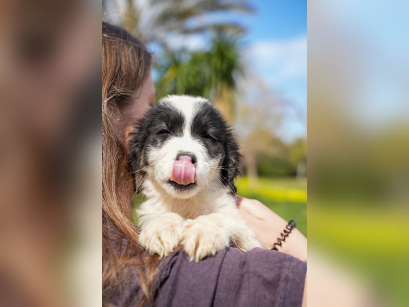Ava, Aris und Alma suchen  ein Zuhause