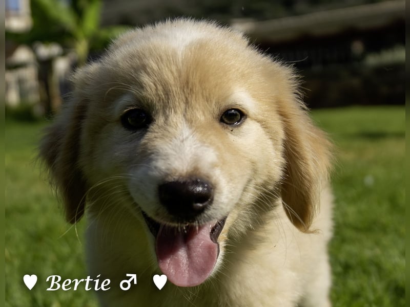 Bernie, Bertie und Buddy suchen ab August ein Zuhause
