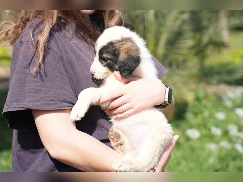 Ava, Aris und Alma suchen  ein Zuhause