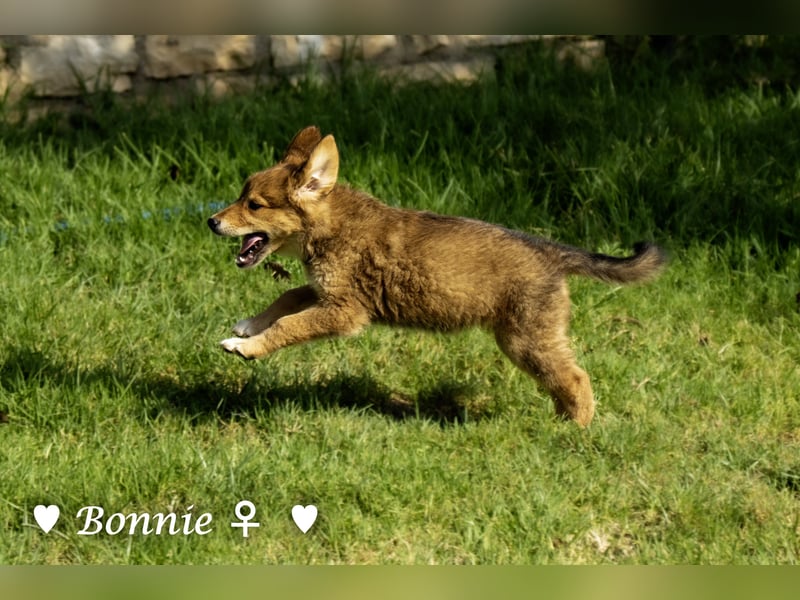 Bernie, Bertie und Buddy suchen ab August ein Zuhause