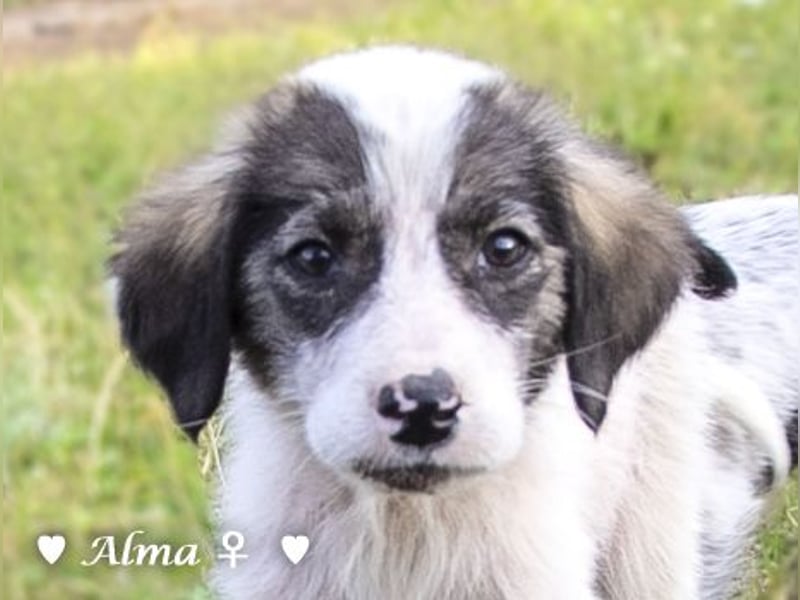 Stella, Alma und Brio suchen  ein Zuhause