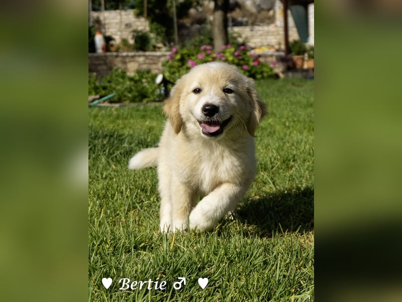 Update: Nur Bonnie sucht  noch ab August ein Zuhause ;Bertie ist ( reserviert)