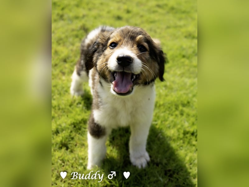 Bernie, Bertie und Buddy suchen ab August ein Zuhause