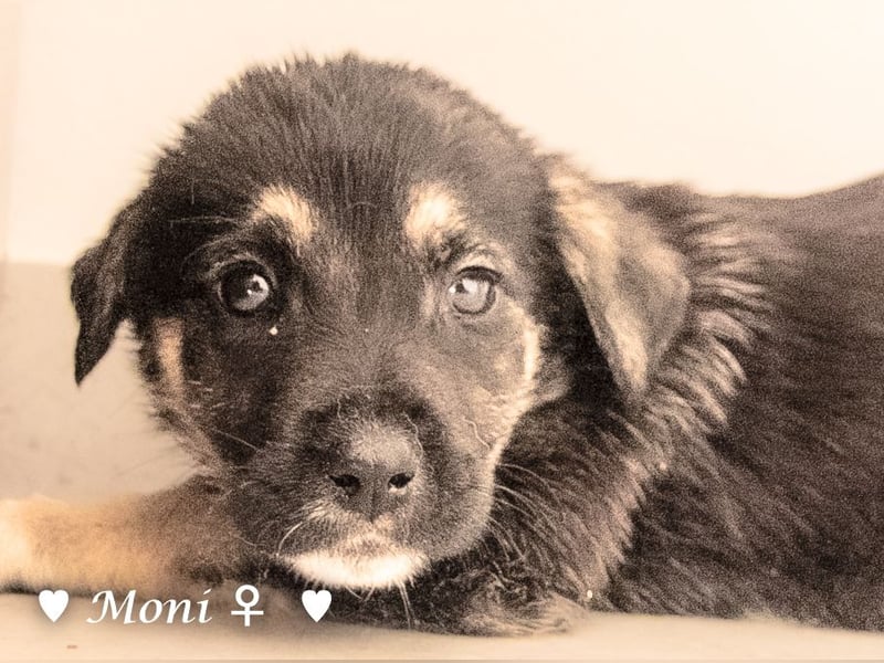 Moni, Martha, Mira und Mary suchen ab März ein Zuhause