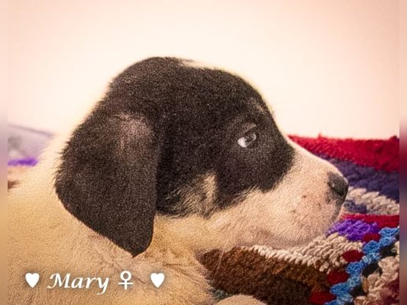 Moni, Martha, Mira und Mary suchen ab März ein Zuhause