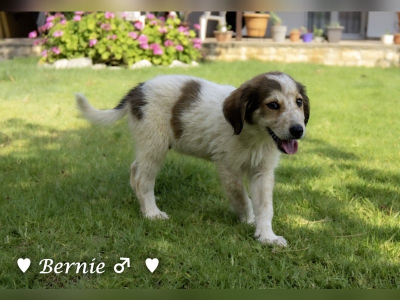 Bernie, Bertie und Buddy suchen ab August ein Zuhause