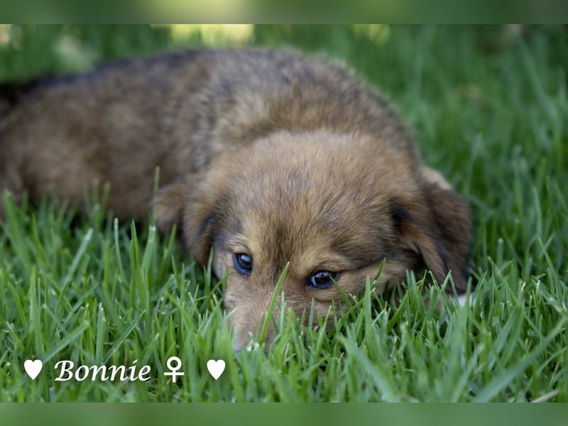 Bernie, Bertie und Buddy suchen ab August ein Zuhause