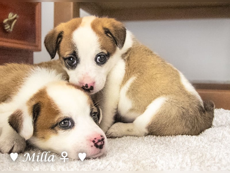 Milena, Milka und Milla suchen ab März ein Zuhause