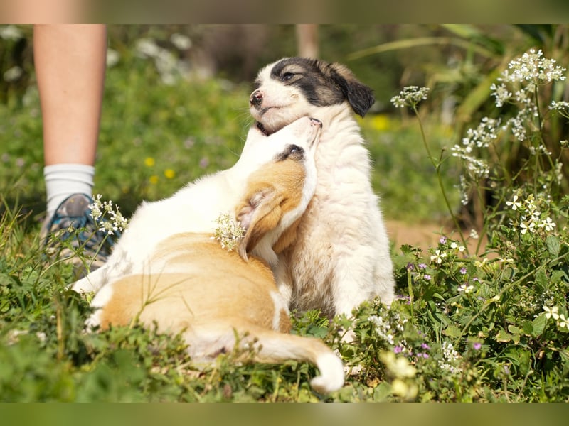 Ava, Aris und Alma suchen  ein Zuhause