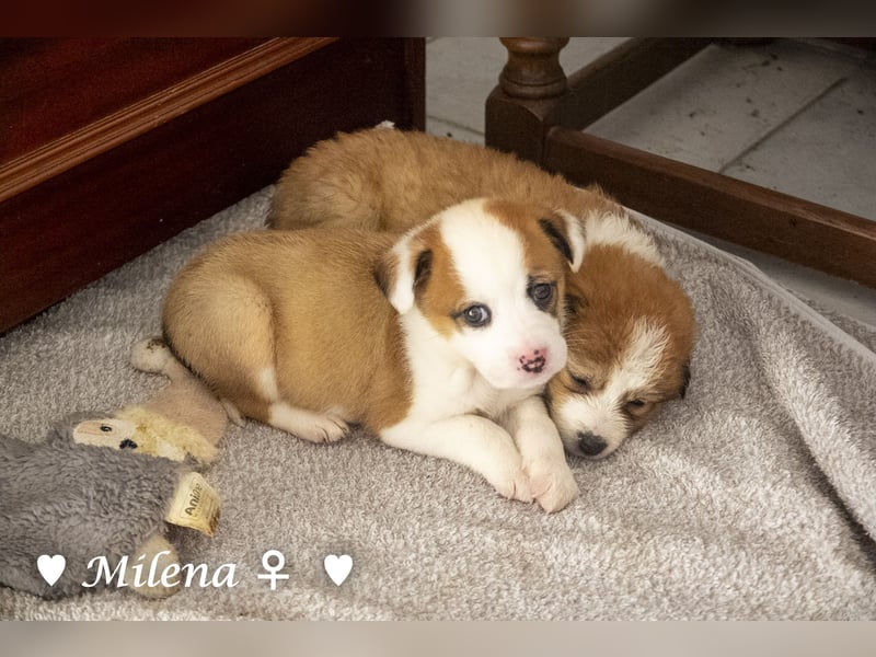 Milena, Milka und Milla suchen ab März ein Zuhause