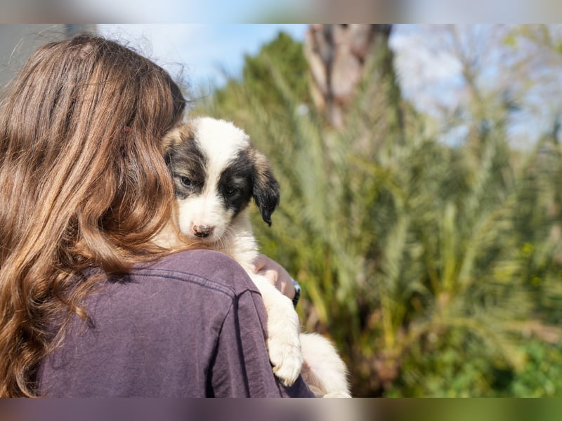 Ava, Aris und Alma suchen  ein Zuhause