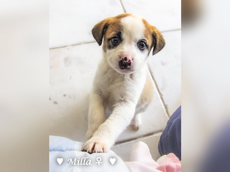 Milena, Milka und Milla suchen ab März ein Zuhause