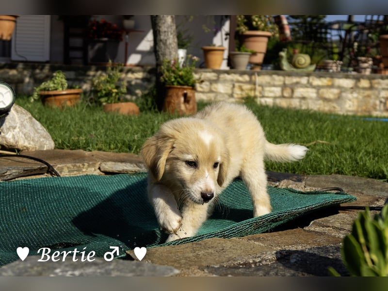 Bernie, Bertie und Buddy suchen ab August ein Zuhause