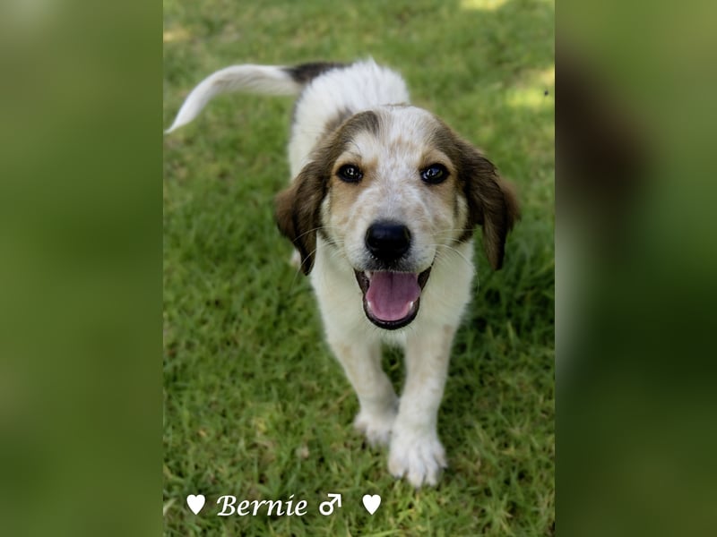 Bernie, Bertie und Buddy suchen ab August ein Zuhause
