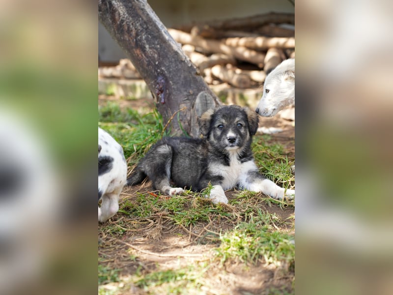 Ava, Aris und Alma suchen  ein Zuhause