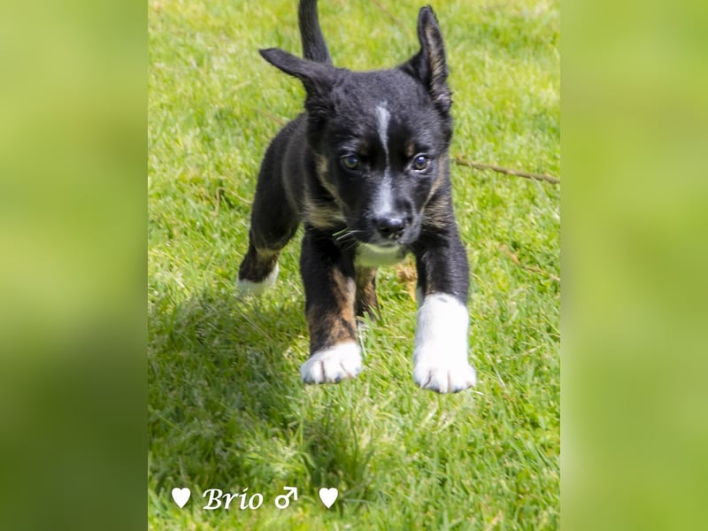 Stella, Alma und Brio suchen  ein Zuhause