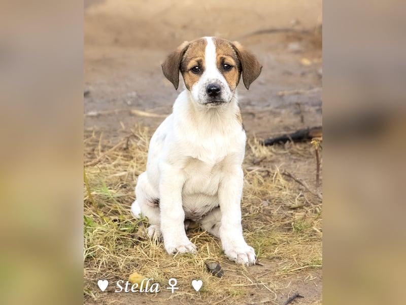 Stella, Alma und Brio suchen  ein Zuhause