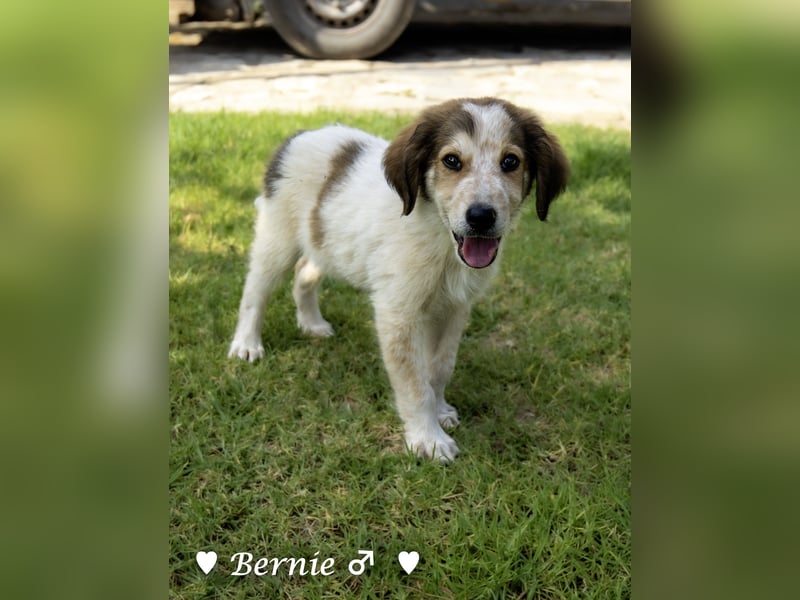 Bernie, Bertie und Buddy suchen ab August ein Zuhause