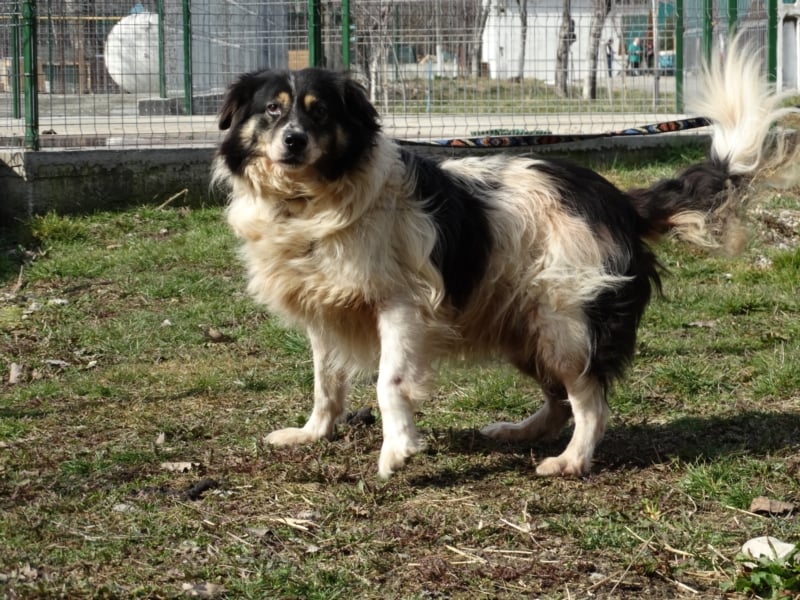 Gelehriger sportlicher Aussie-Mix Rüde 