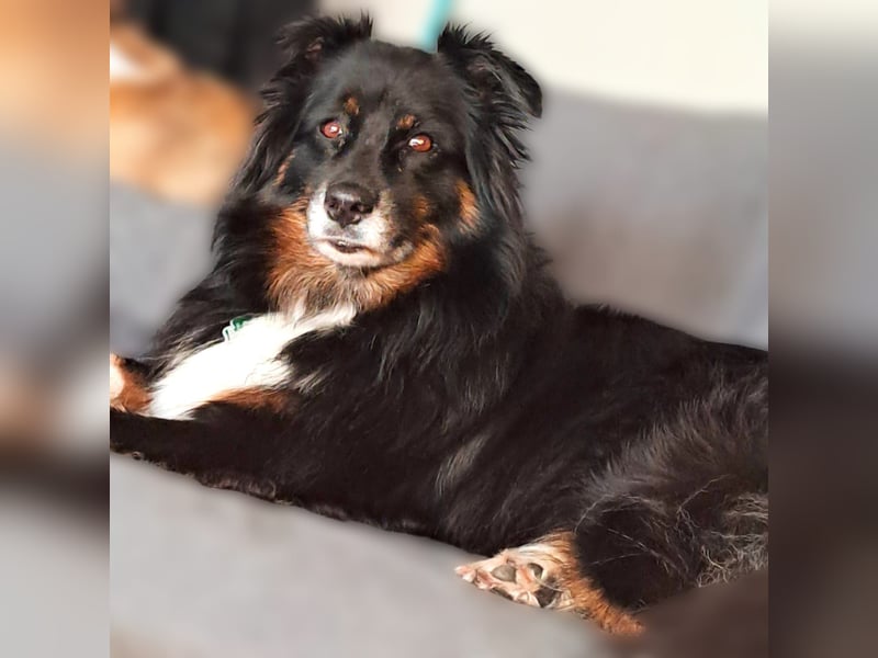 Aussie-Mix Akira (7 J.) sucht Liebevolles hundeerfahrenes Zuhause