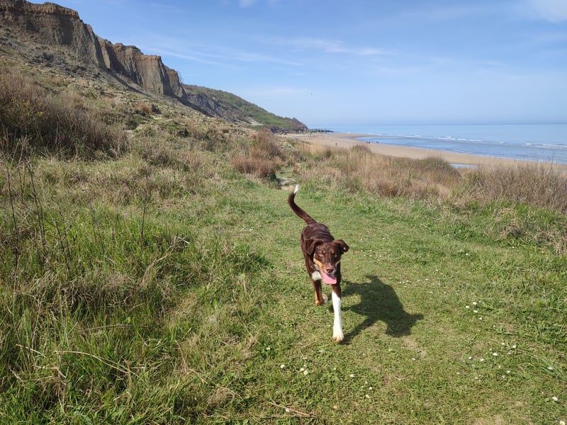 Maja sucht ein erfahrenes, konsequentes Zuhause