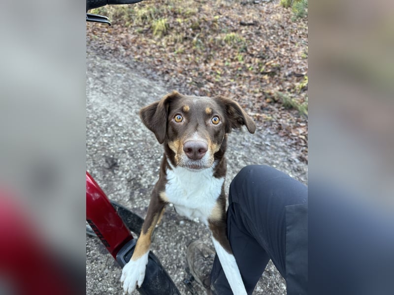 Maja sucht ein erfahrenes, konsequentes Zuhause