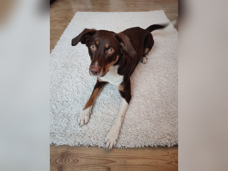 Maja sucht ein erfahrenes, konsequentes Zuhause