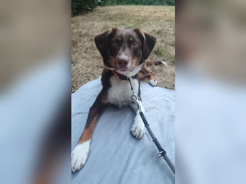 Maja sucht ein erfahrenes, konsequentes Zuhause