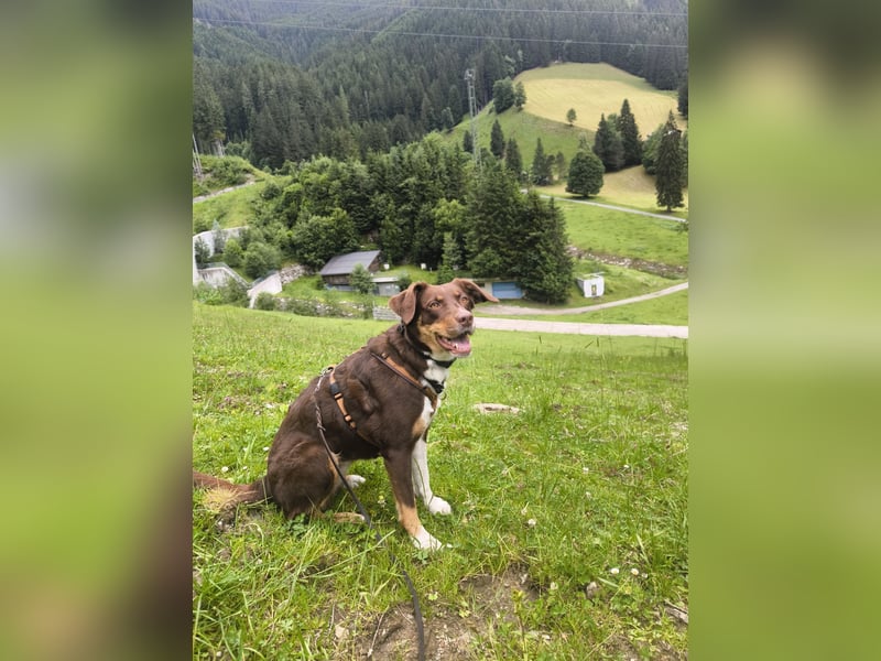 Maja sucht ein erfahrenes, konsequentes Zuhause