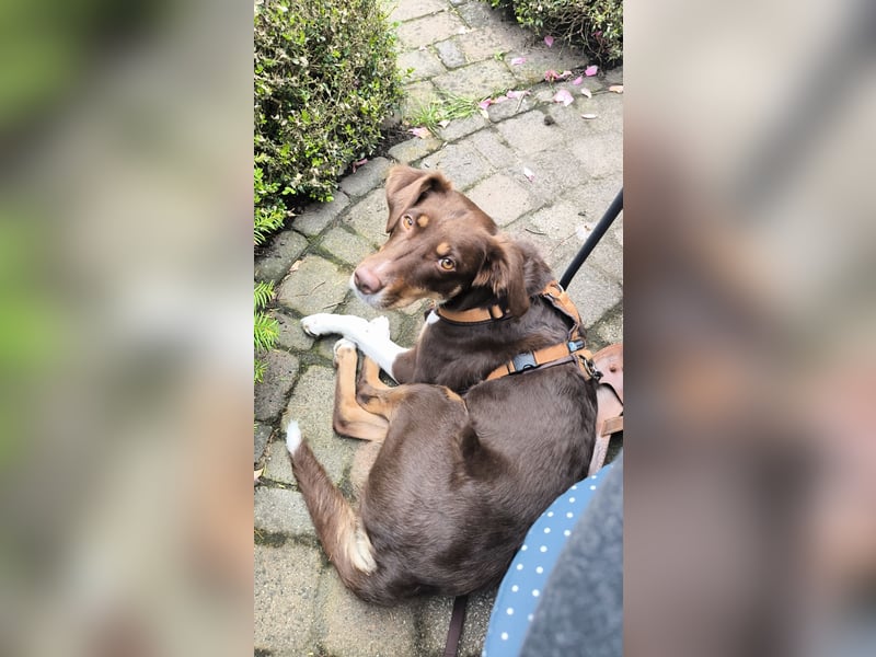 Maja sucht ein erfahrenes, konsequentes Zuhause