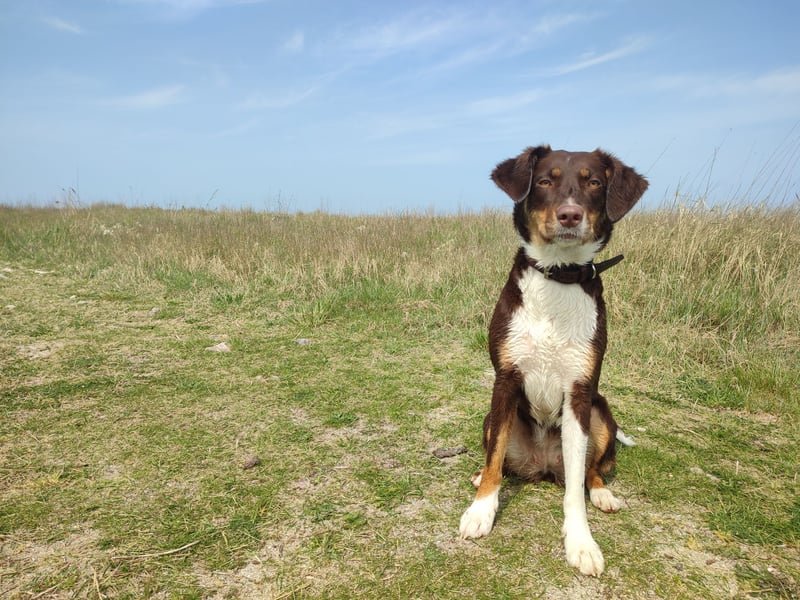 Maja sucht ein erfahrenes, konsequentes Zuhause