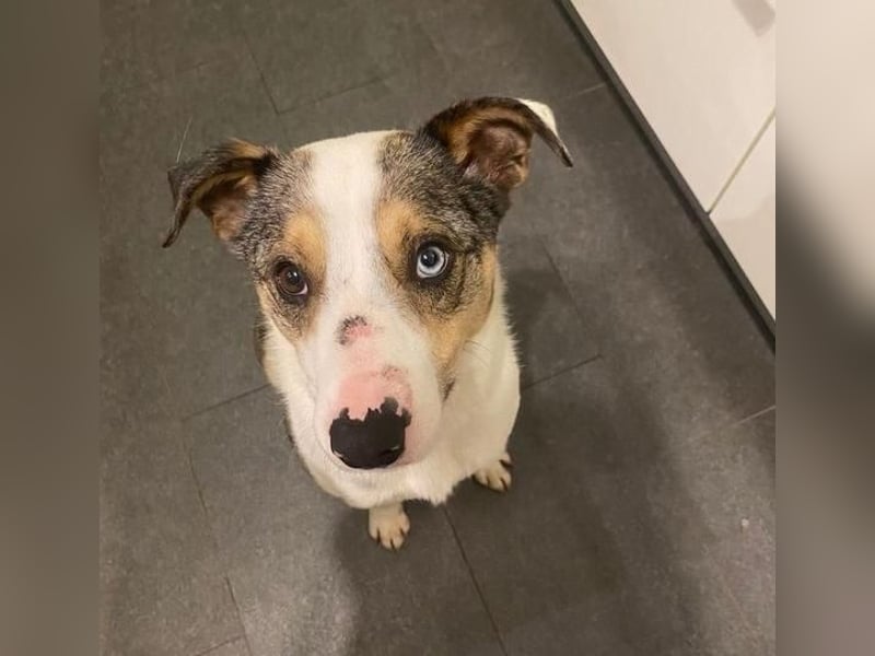 KLEIN der sanfte Rüde