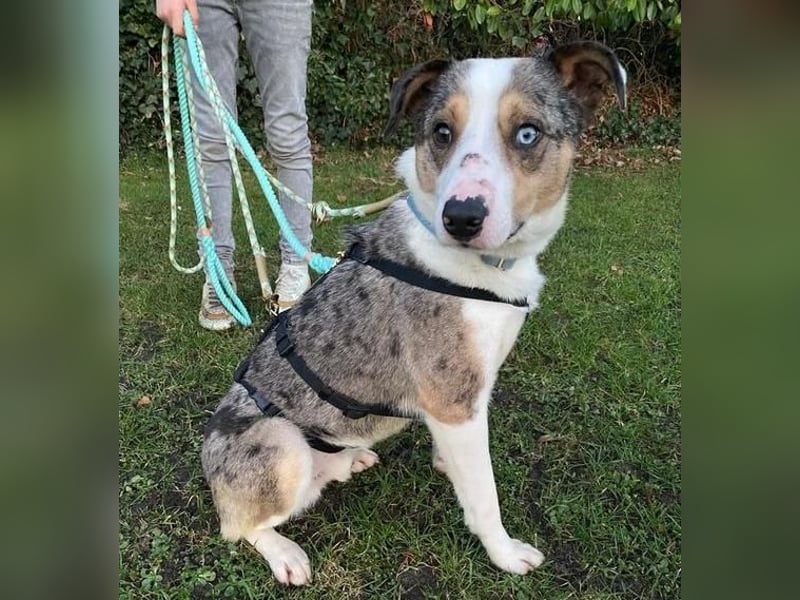 KLEIN der sanfte Rüde