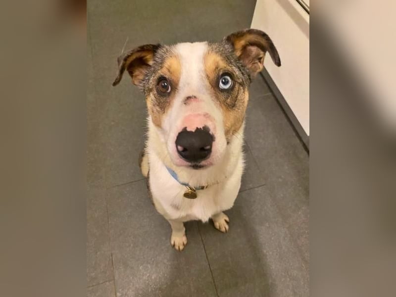 KLEIN der sanfte Rüde