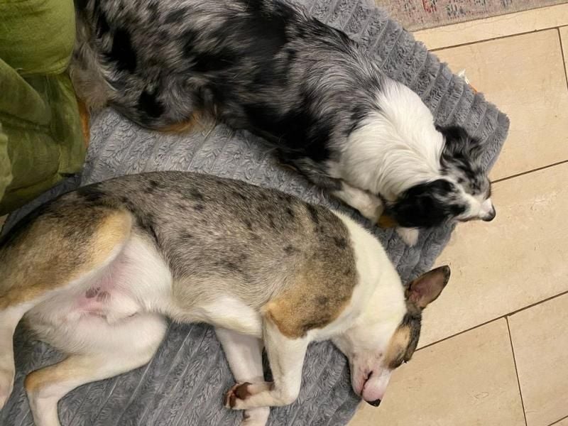 KLEIN der sanfte Rüde