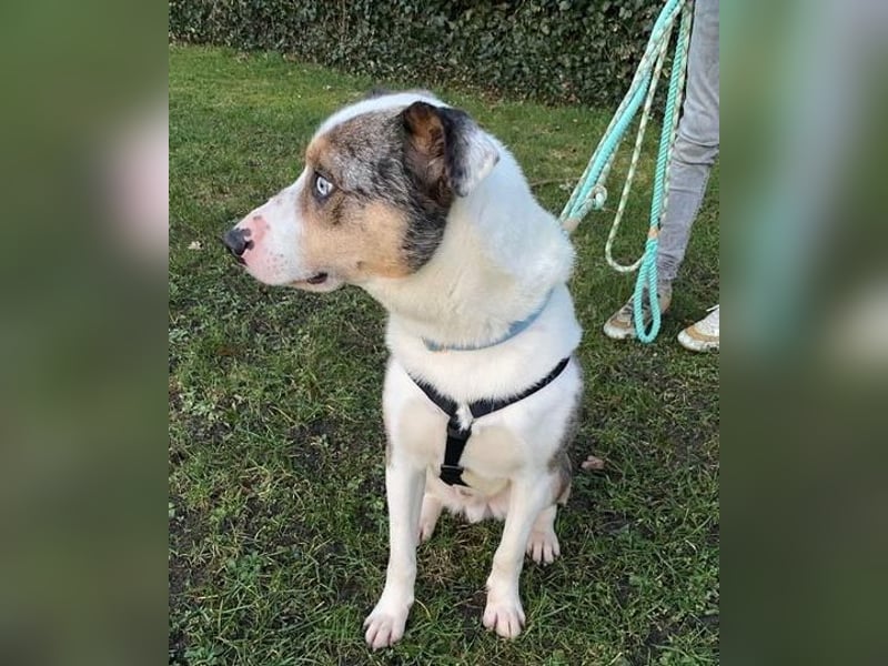 KLEIN der sanfte Rüde