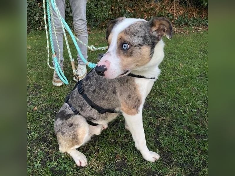 KLEIN der sanfte Rüde