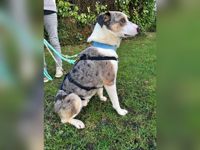 KLEIN der sanfte Rüde